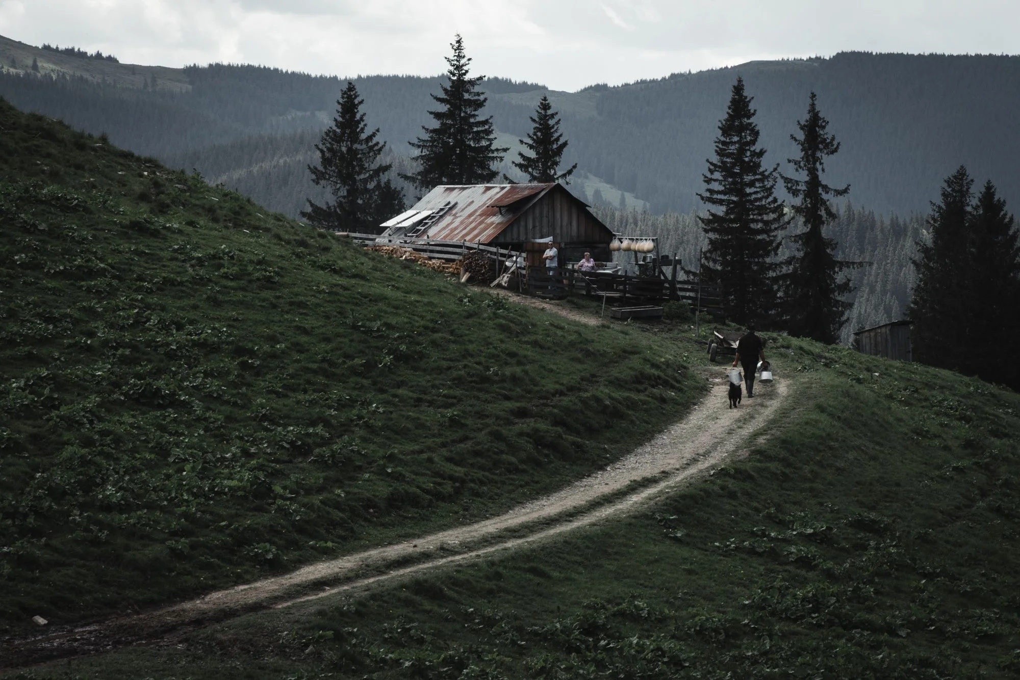 Schäfer auf einem Weg