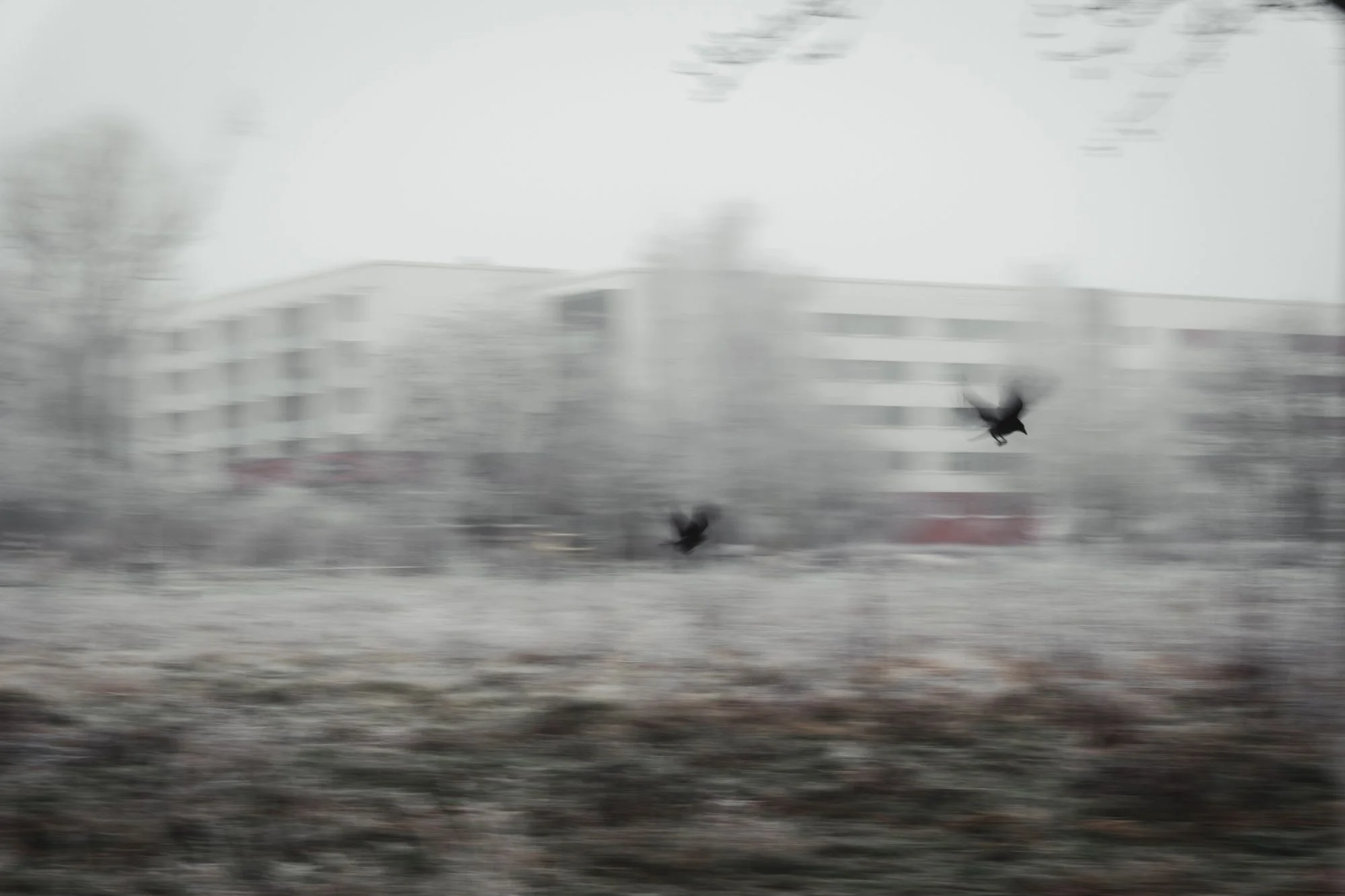 Raben im Flug