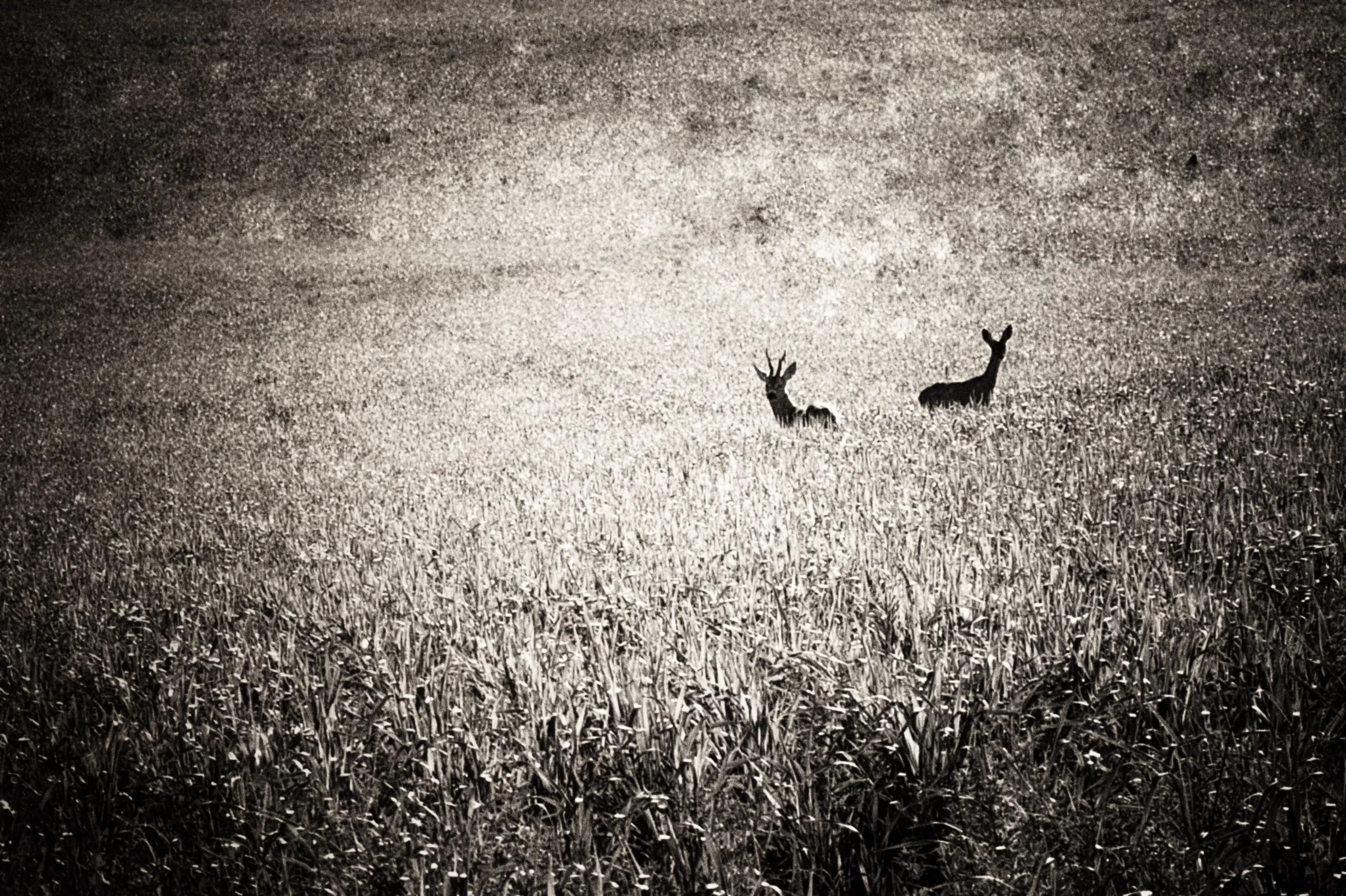 Rehe im Feld